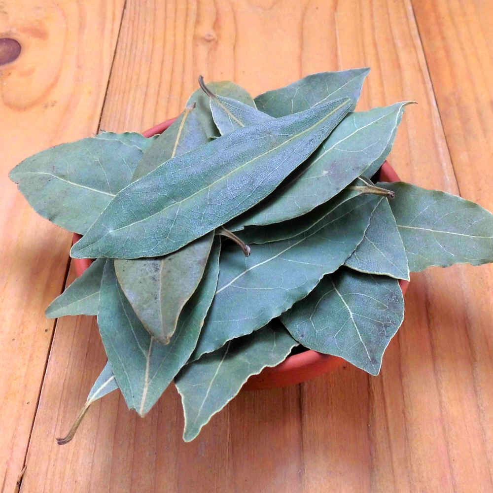 Gewürz Lorbeerblätter ganz in einer Tonschale.